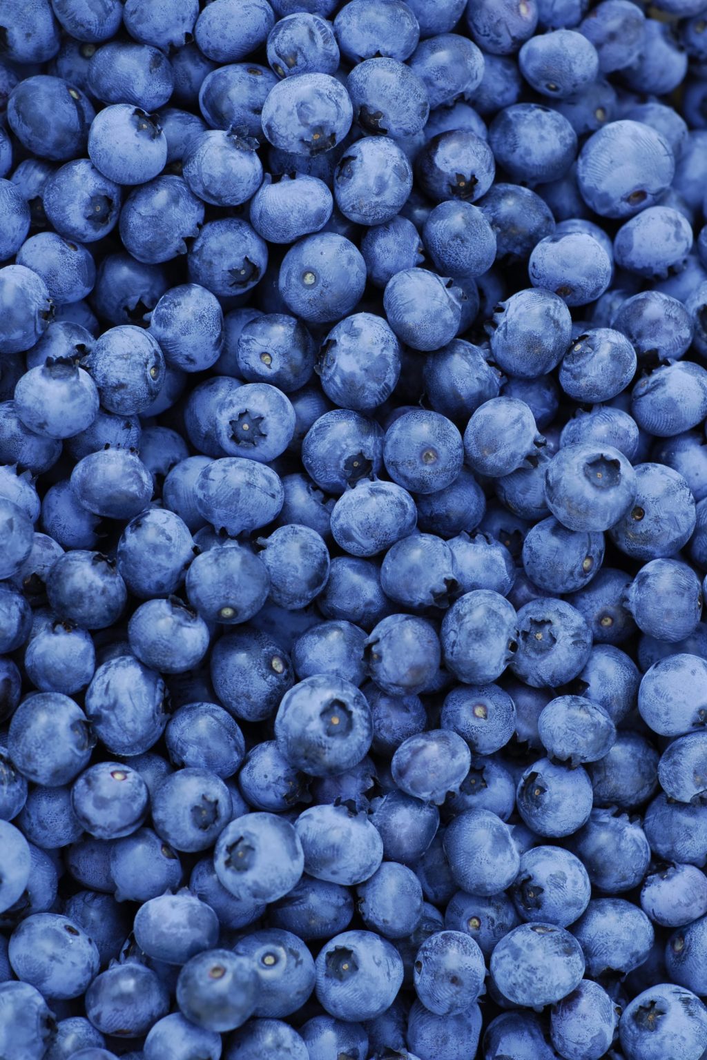 blueberries_bulk Brighter Bites