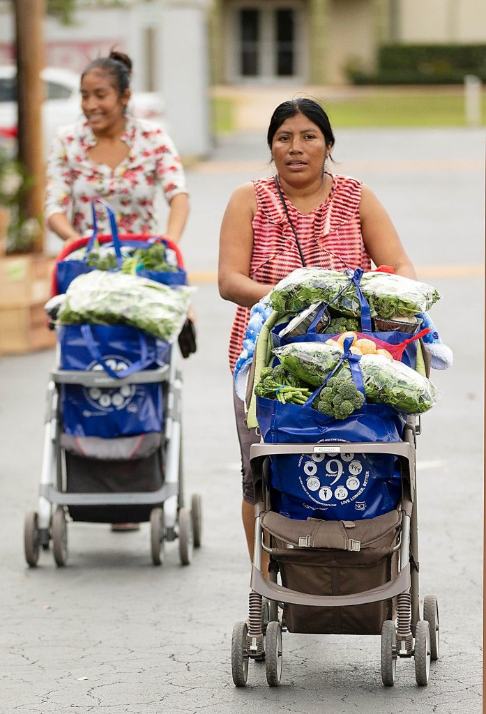 D'Arrigo California now offers baby gem lettuce - Produce Blue Book